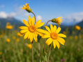 Arnica Montana