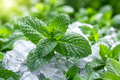 Menthol