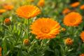 Ringelblume